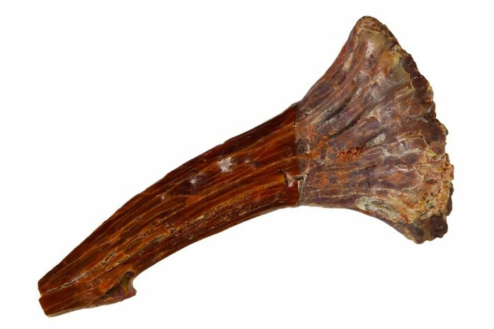 Bargain, Fossil Sawfish (Onchopristis) Rostral Barb - Morocco #145685